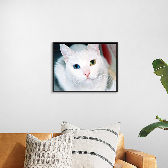 "Close Up of a White Cat with Eyes of Different Colors"