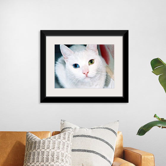 "Close Up of a White Cat with Eyes of Different Colors"