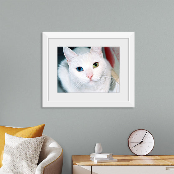 "Close Up of a White Cat with Eyes of Different Colors"