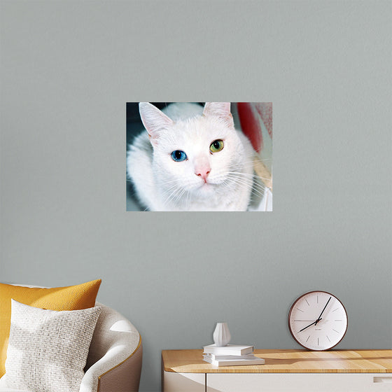 "Close Up of a White Cat with Eyes of Different Colors"