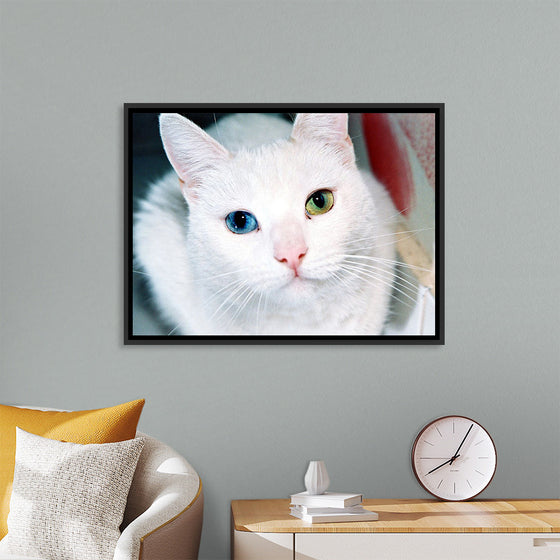 "Close Up of a White Cat with Eyes of Different Colors"