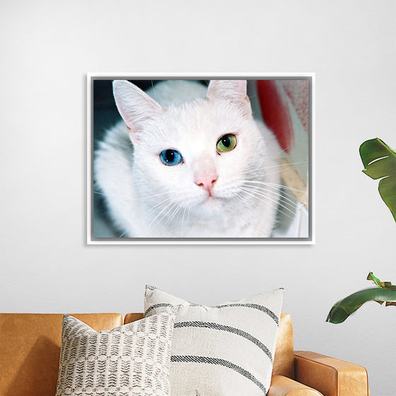 "Close Up of a White Cat with Eyes of Different Colors"