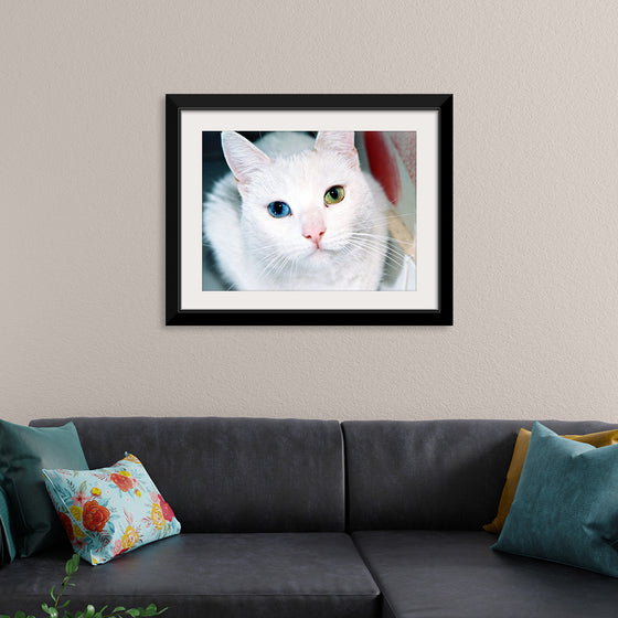 "Close Up of a White Cat with Eyes of Different Colors"