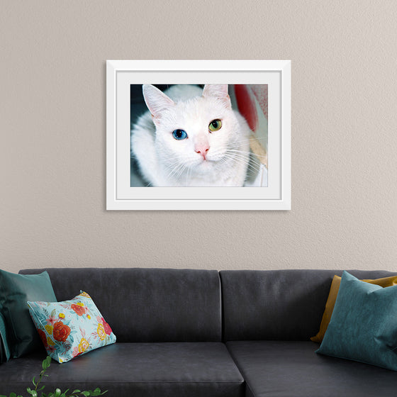 "Close Up of a White Cat with Eyes of Different Colors"