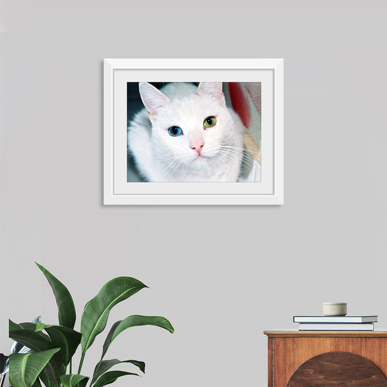 "Close Up of a White Cat with Eyes of Different Colors"