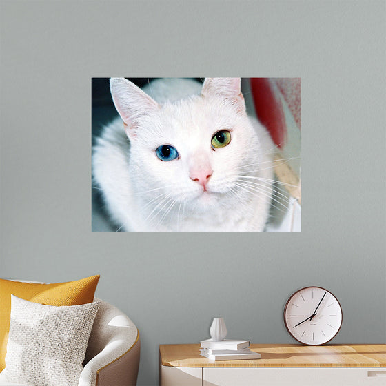 "Close Up of a White Cat with Eyes of Different Colors"