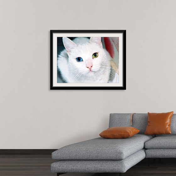 "Close Up of a White Cat with Eyes of Different Colors"