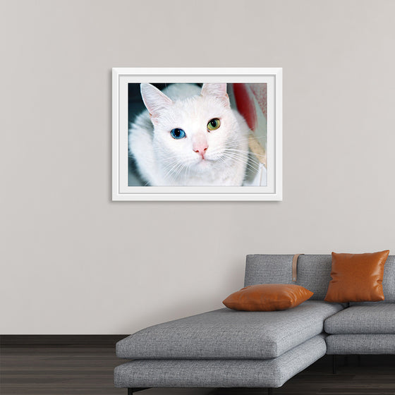 "Close Up of a White Cat with Eyes of Different Colors"