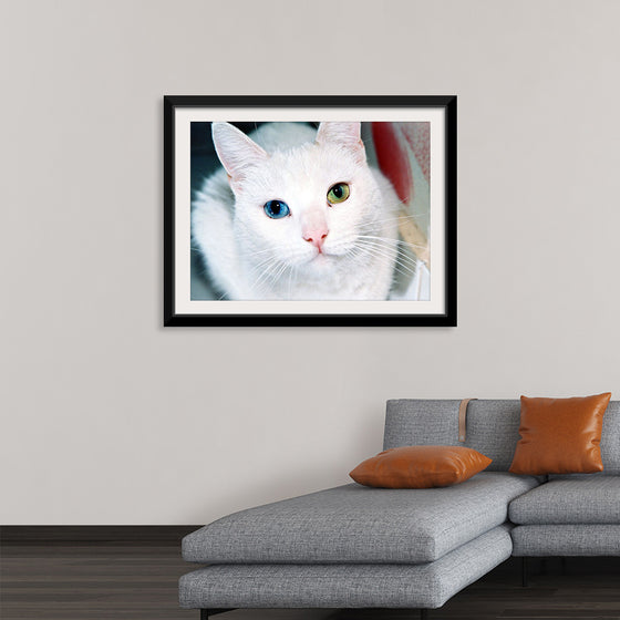 "Close Up of a White Cat with Eyes of Different Colors"