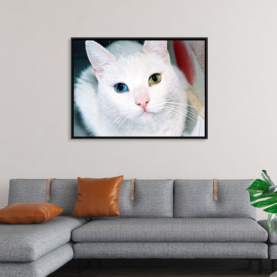 "Close Up of a White Cat with Eyes of Different Colors"