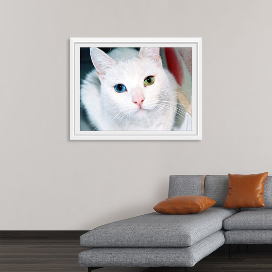 "Close Up of a White Cat with Eyes of Different Colors"