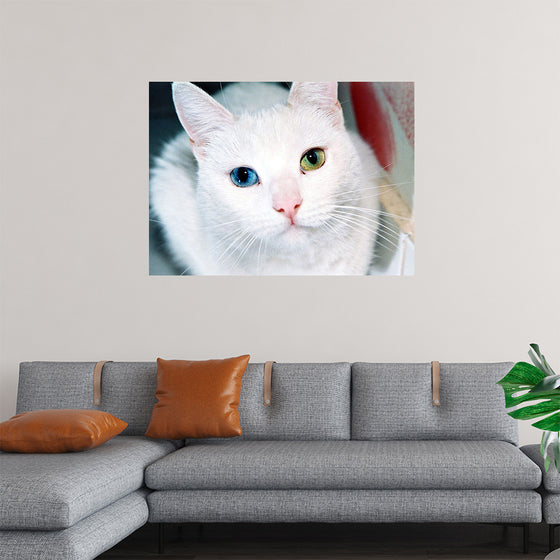 "Close Up of a White Cat with Eyes of Different Colors"