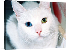  “Close Up of a White Cat with Eyes of Different Colors” is an exquisite portrayal of feline mystique. In this captivating print, the pristine white fur of the cat serves as a canvas for a mesmerizing spectacle—the eyes. One eye gleams with icy blue, while the other radiates a warm, golden brown. This striking heterochromia creates an otherworldly allure, hinting at secrets whispered in moonlit gardens.