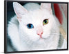 "Close Up of a White Cat with Eyes of Different Colors"