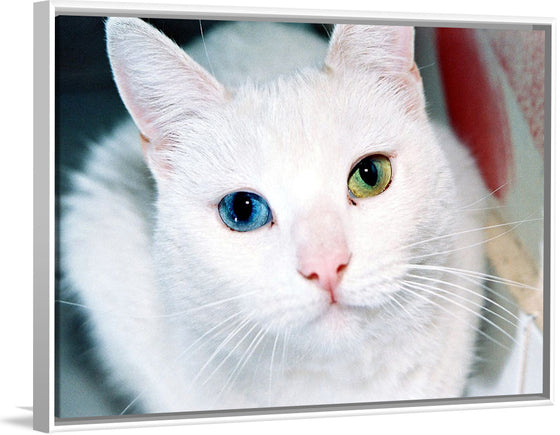 "Close Up of a White Cat with Eyes of Different Colors"