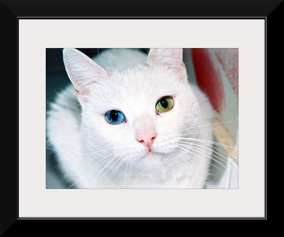 "Close Up of a White Cat with Eyes of Different Colors"