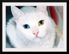 "Close Up of a White Cat with Eyes of Different Colors"