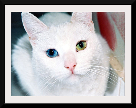 "Close Up of a White Cat with Eyes of Different Colors"