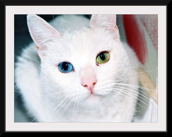 "Close Up of a White Cat with Eyes of Different Colors"