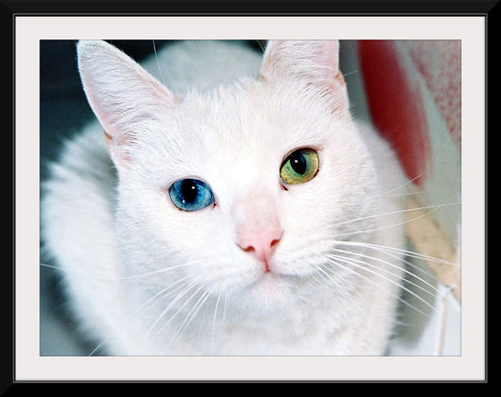 "Close Up of a White Cat with Eyes of Different Colors"