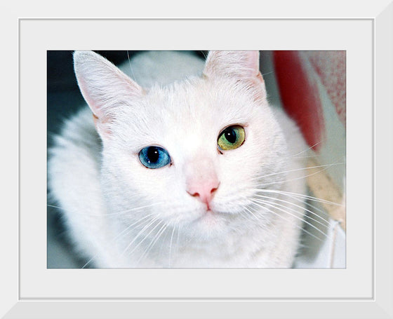 "Close Up of a White Cat with Eyes of Different Colors"