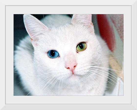 "Close Up of a White Cat with Eyes of Different Colors"