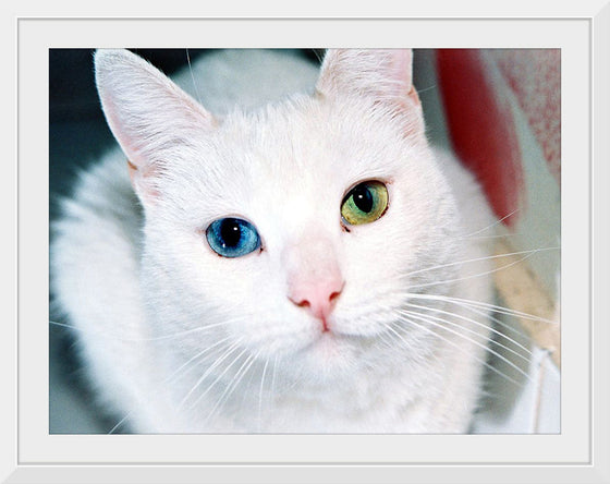 "Close Up of a White Cat with Eyes of Different Colors"