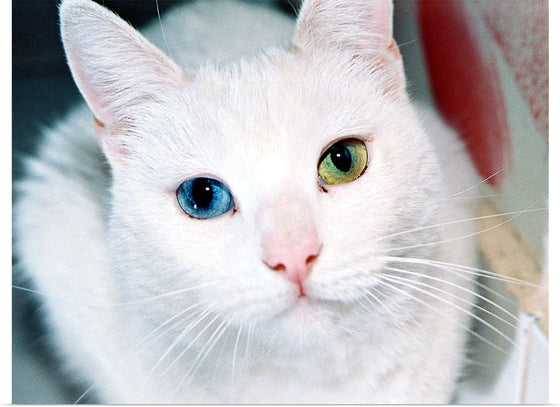 "Close Up of a White Cat with Eyes of Different Colors"