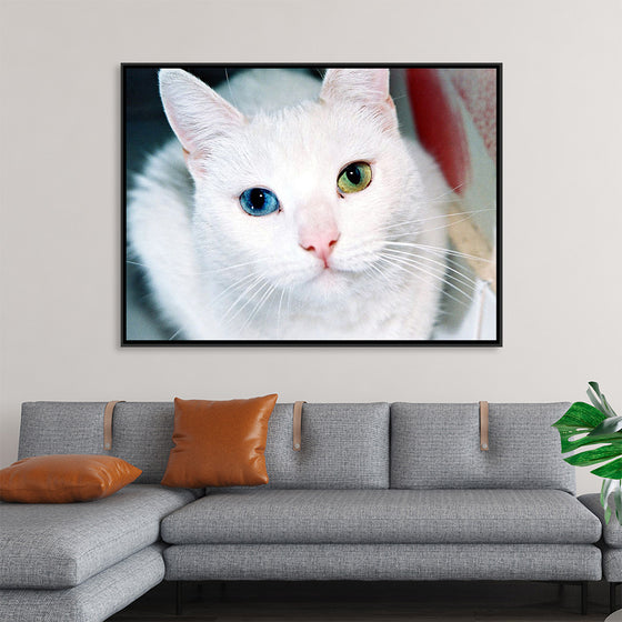 "Close Up of a White Cat with Eyes of Different Colors"