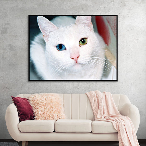 "Close Up of a White Cat with Eyes of Different Colors"