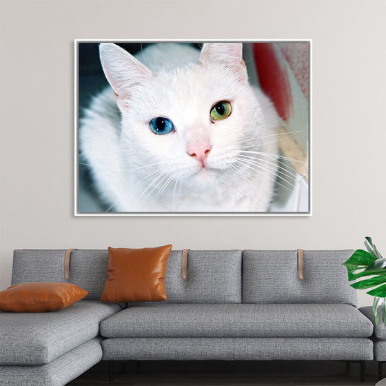 "Close Up of a White Cat with Eyes of Different Colors"