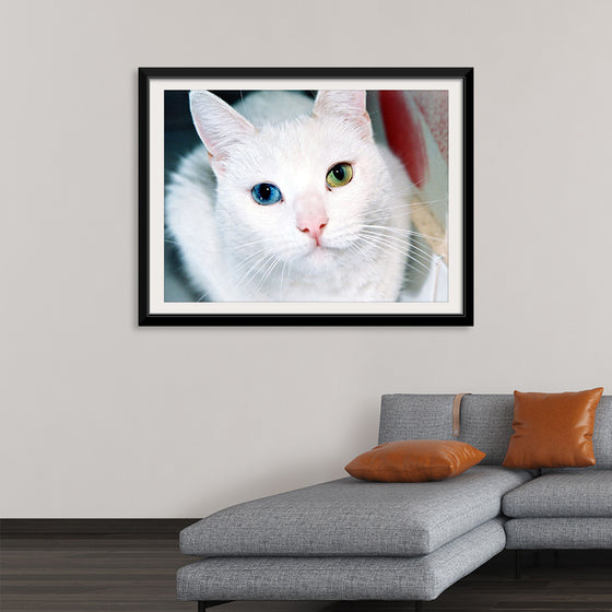 "Close Up of a White Cat with Eyes of Different Colors"