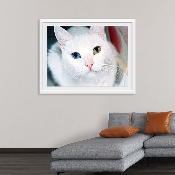 "Close Up of a White Cat with Eyes of Different Colors"