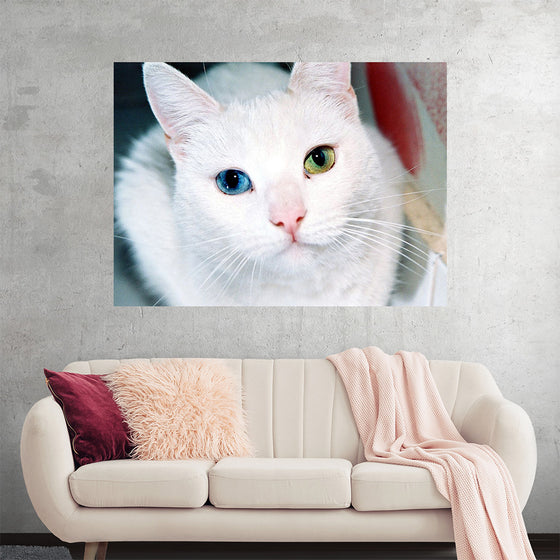 "Close Up of a White Cat with Eyes of Different Colors"