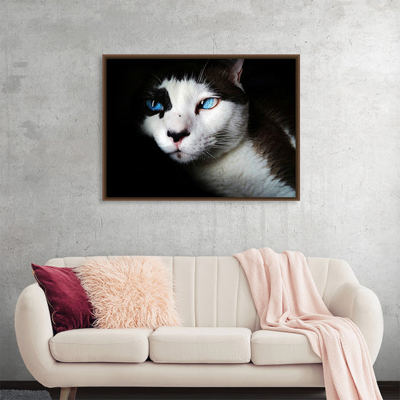 "Bright Blue Eyed Cat"