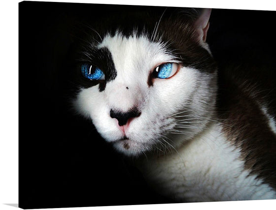 “Bright Blue Eyed Cat”: Dive into the mesmerizing gaze of this captivating print. Every strand of its contrasting black and white fur is captured with exquisite detail, creating a lifelike portrait that seems to pulsate with energy.