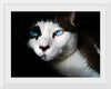 "Bright Blue Eyed Cat"