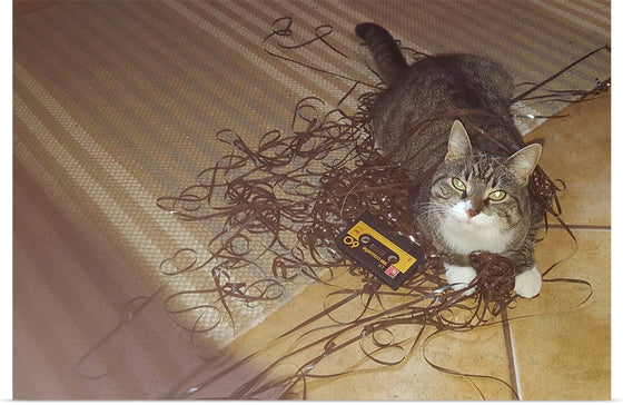 "Cat Sitting on Rolled out Audiotape"