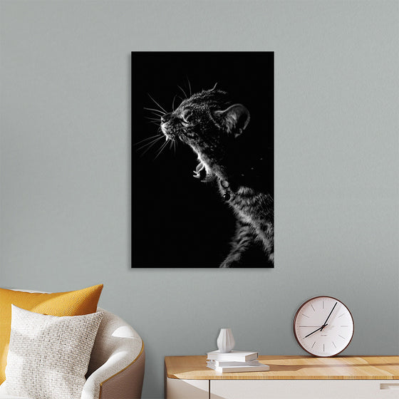 "Furry cat with collar and bell yawning showing sharp teeth against black background"