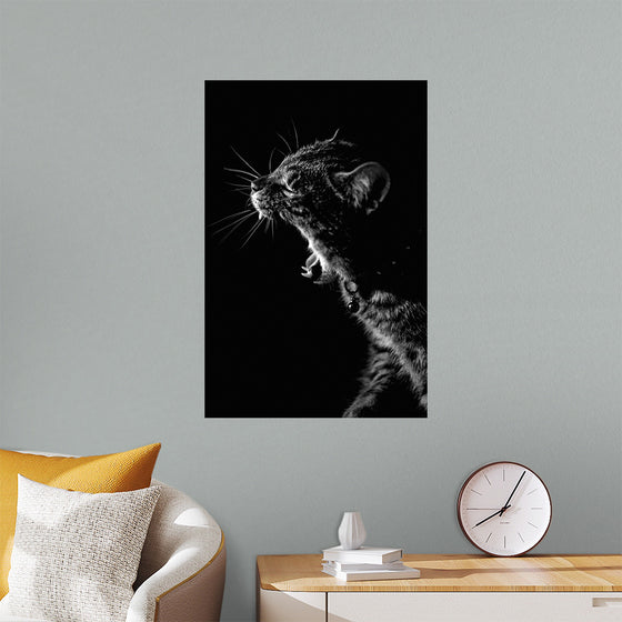 "Furry cat with collar and bell yawning showing sharp teeth against black background"