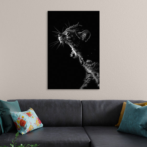 "Furry cat with collar and bell yawning showing sharp teeth against black background"