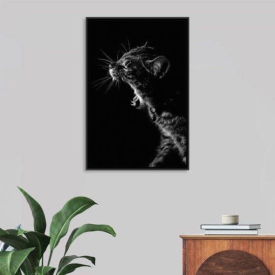 "Furry cat with collar and bell yawning showing sharp teeth against black background"