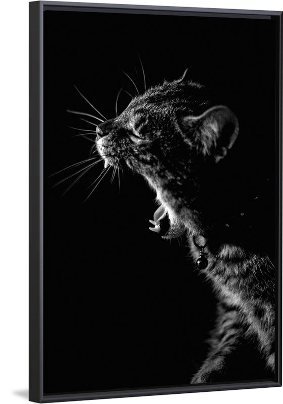 "Furry cat with collar and bell yawning showing sharp teeth against black background"