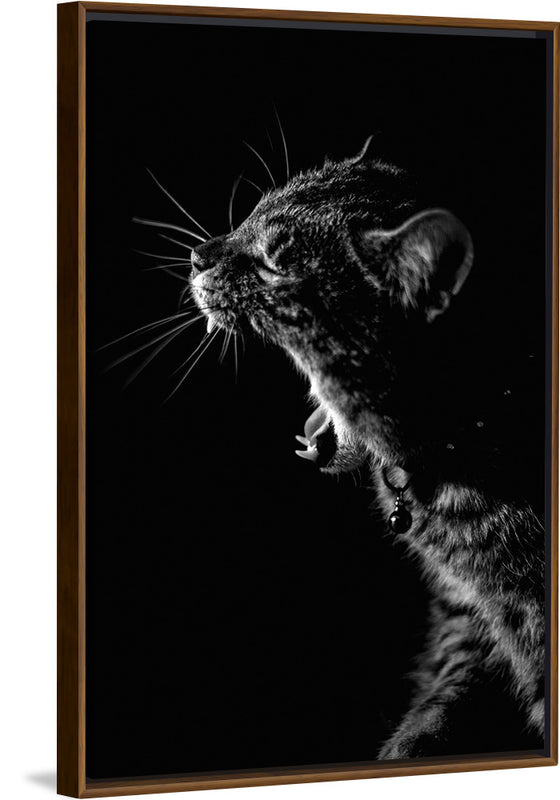 "Furry cat with collar and bell yawning showing sharp teeth against black background"