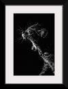 "Furry cat with collar and bell yawning showing sharp teeth against black background"