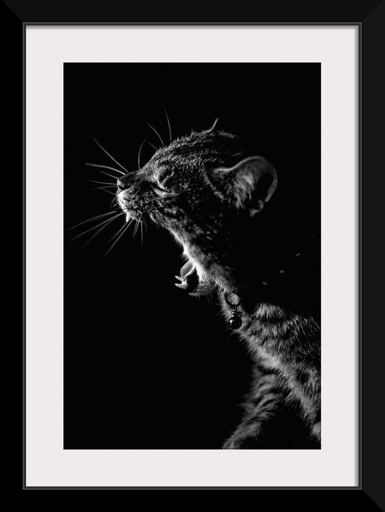 "Furry cat with collar and bell yawning showing sharp teeth against black background"