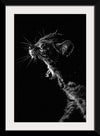 "Furry cat with collar and bell yawning showing sharp teeth against black background"