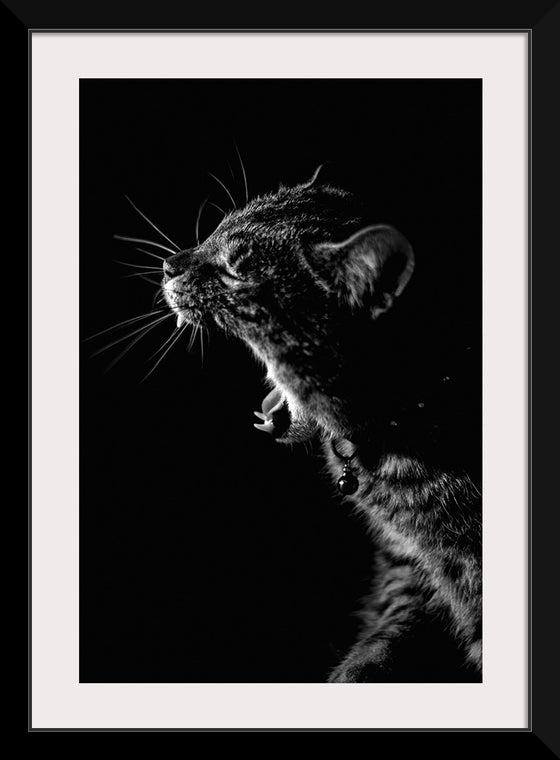 "Furry cat with collar and bell yawning showing sharp teeth against black background"