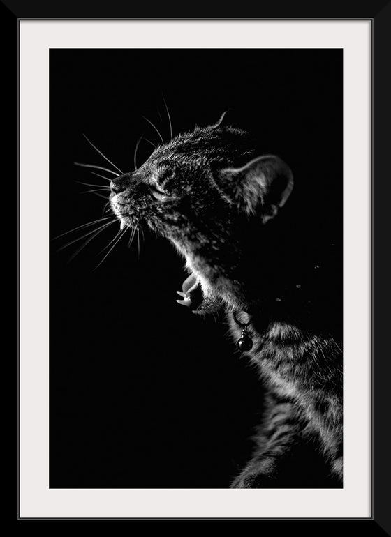 "Furry cat with collar and bell yawning showing sharp teeth against black background"