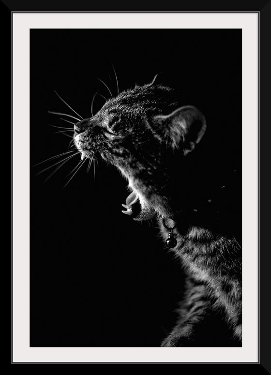 "Furry cat with collar and bell yawning showing sharp teeth against black background"